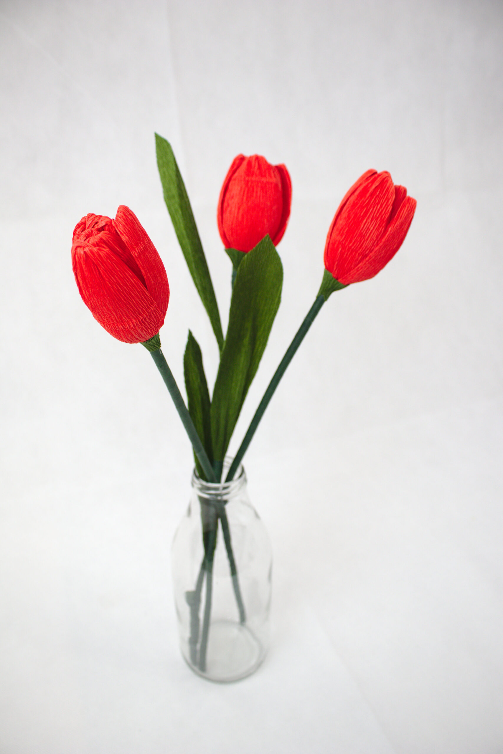 tulipan