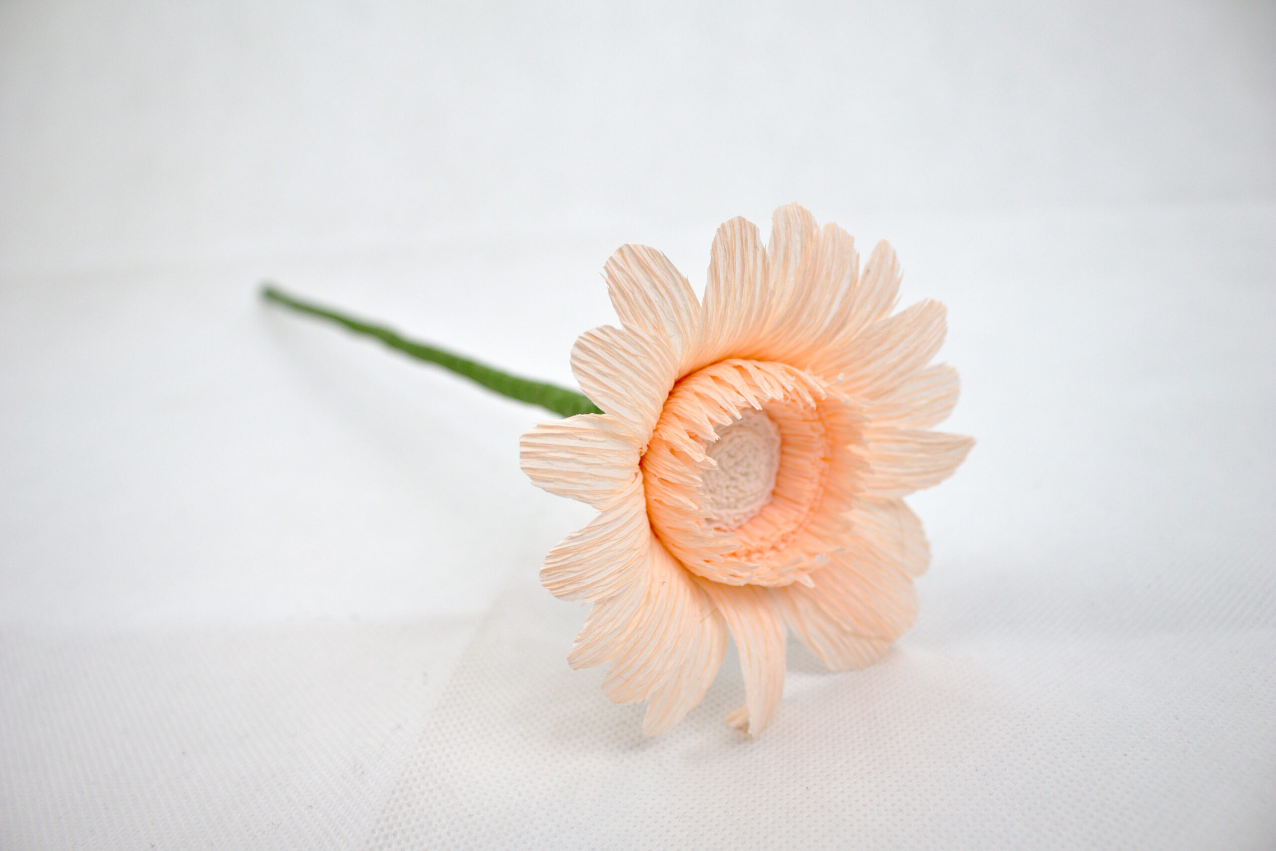 Gerbera - Obrázek 2