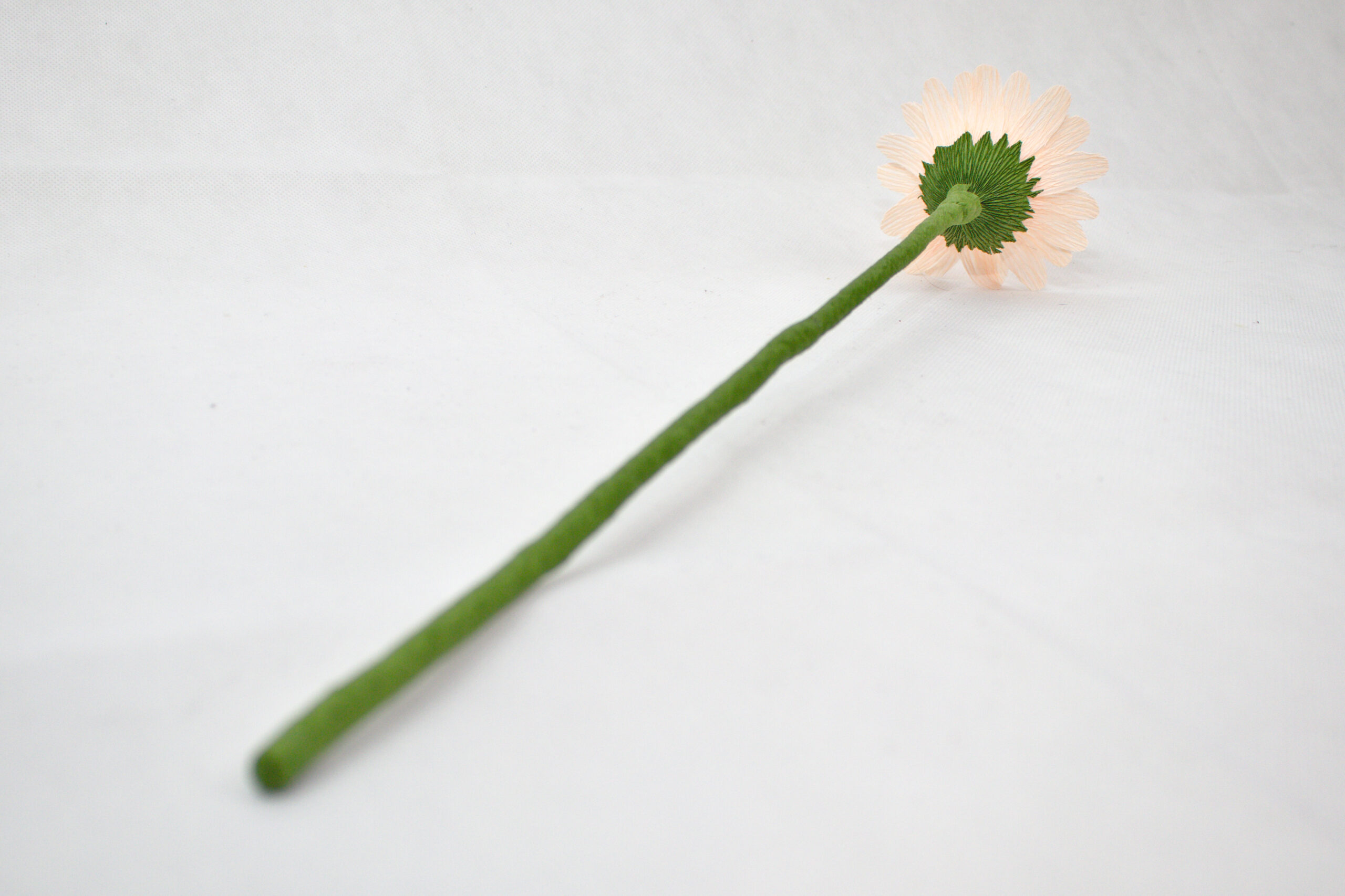 Gerbera - Obrázek 3