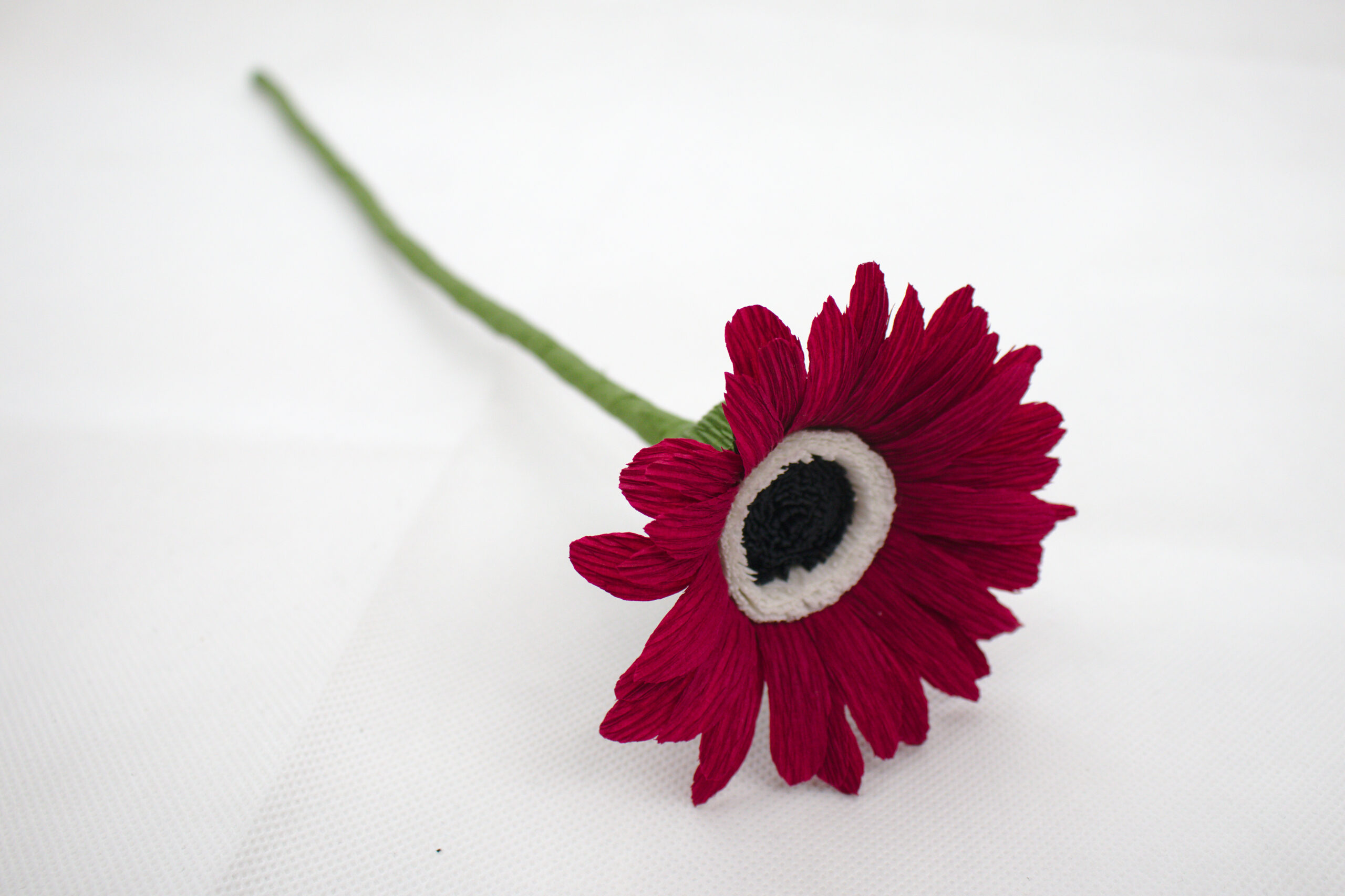 Gerbera - Obrázek 5