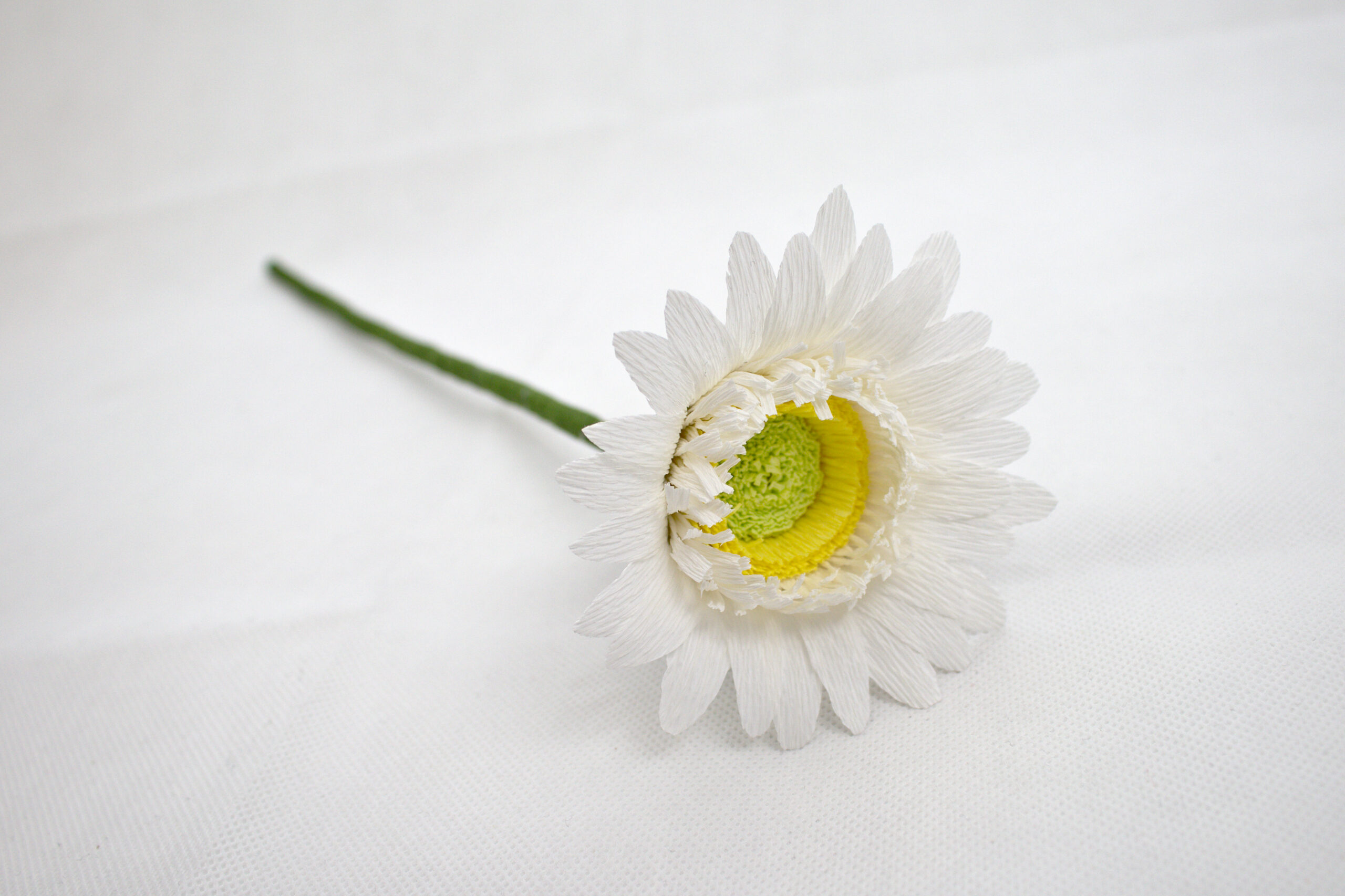 Gerbera - Obrázek 6