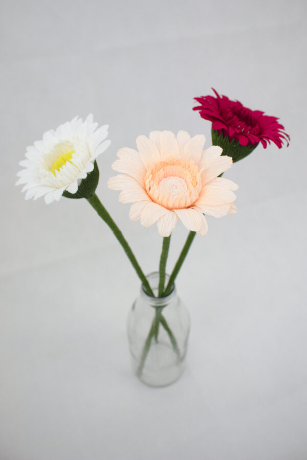 gerbera