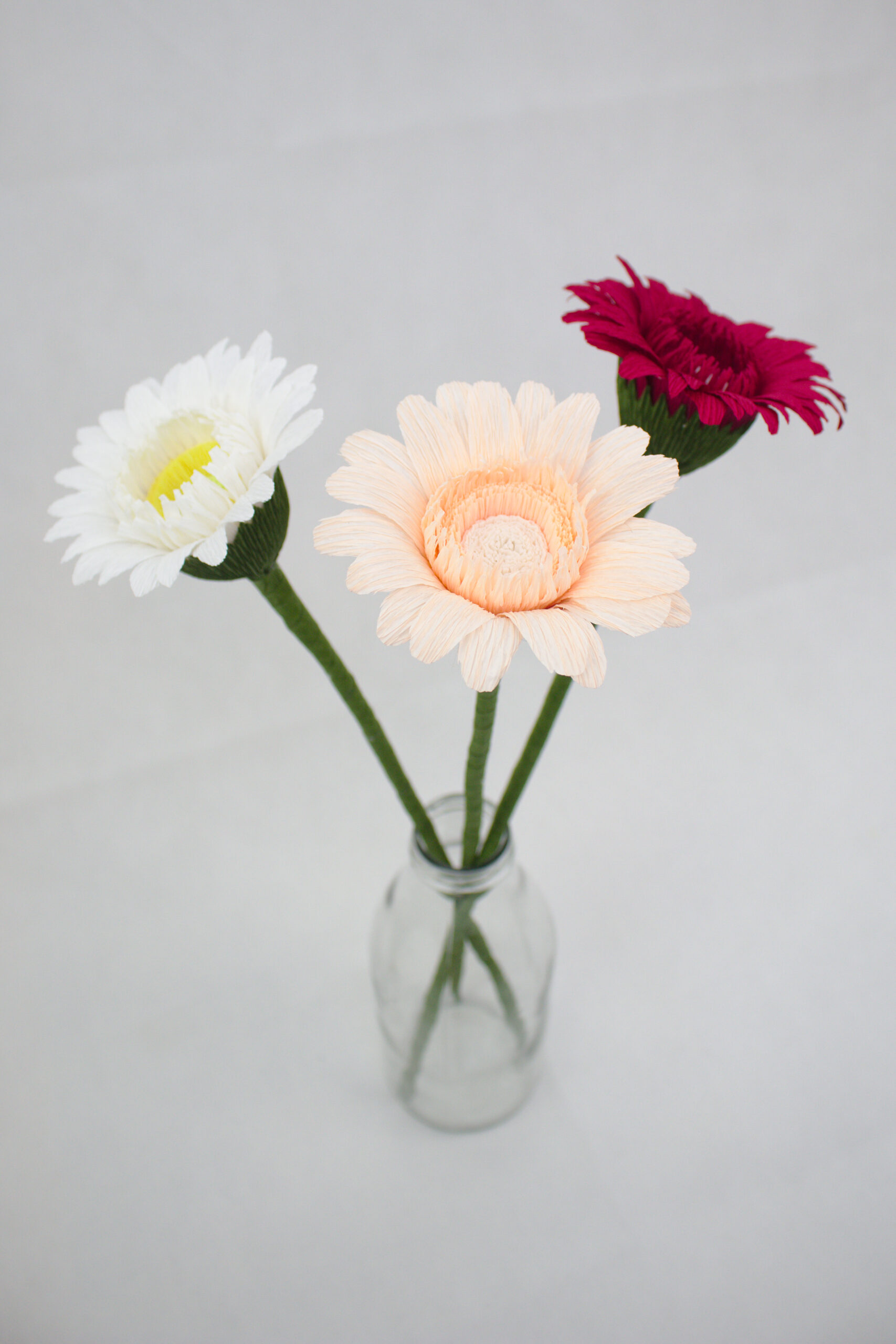 gerbera