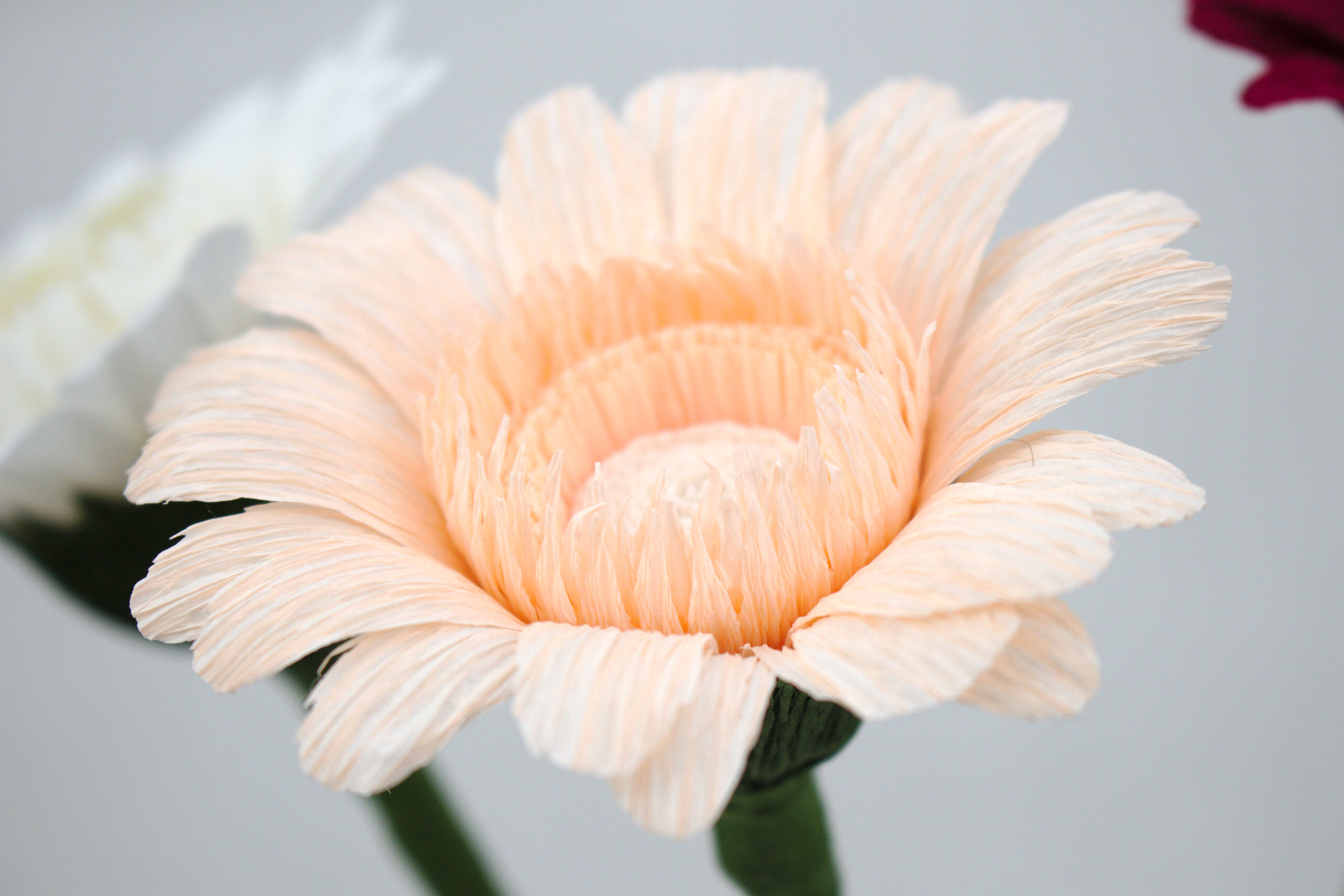 Gerbera - Obrázek 7