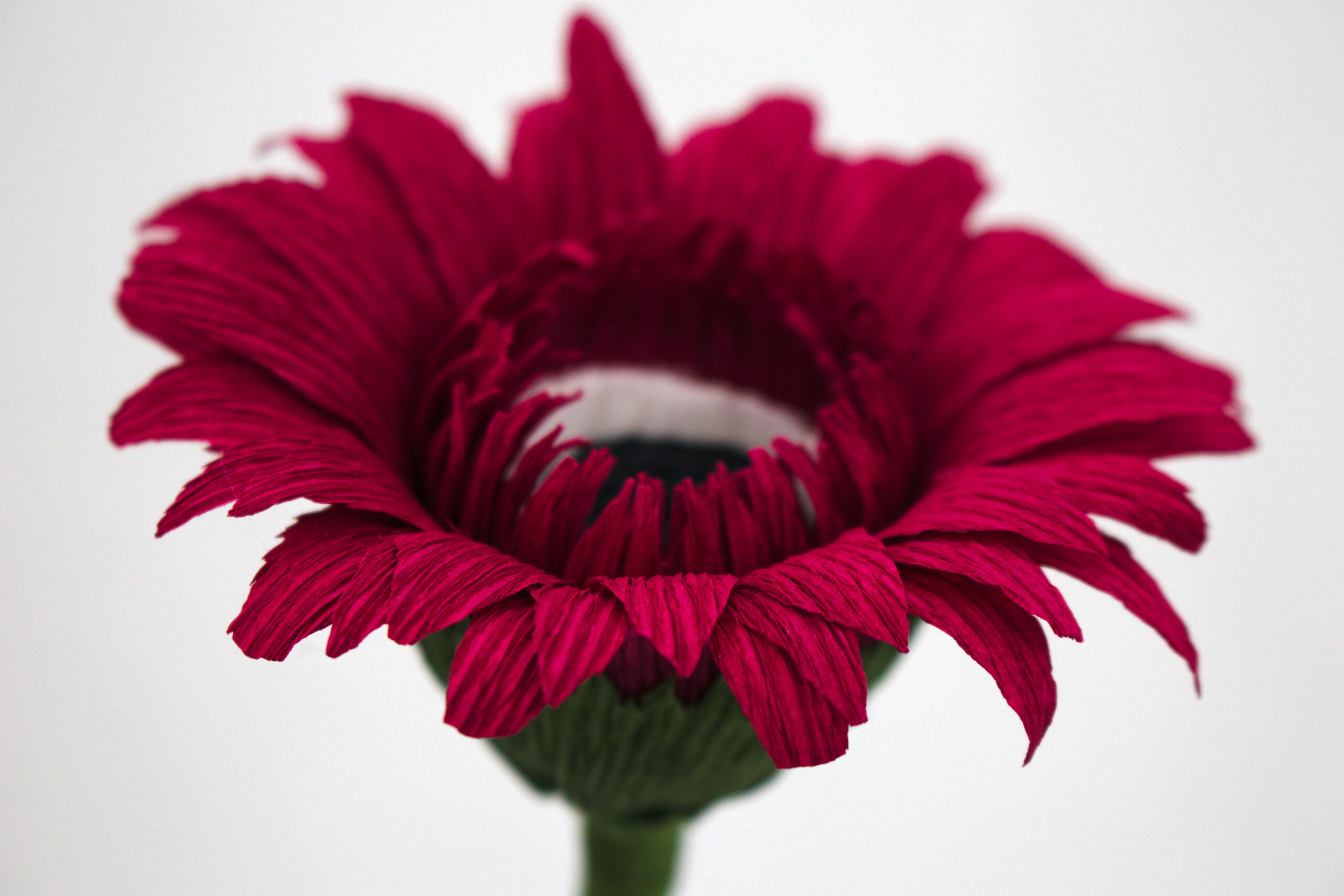 Gerbera - Obrázek 8