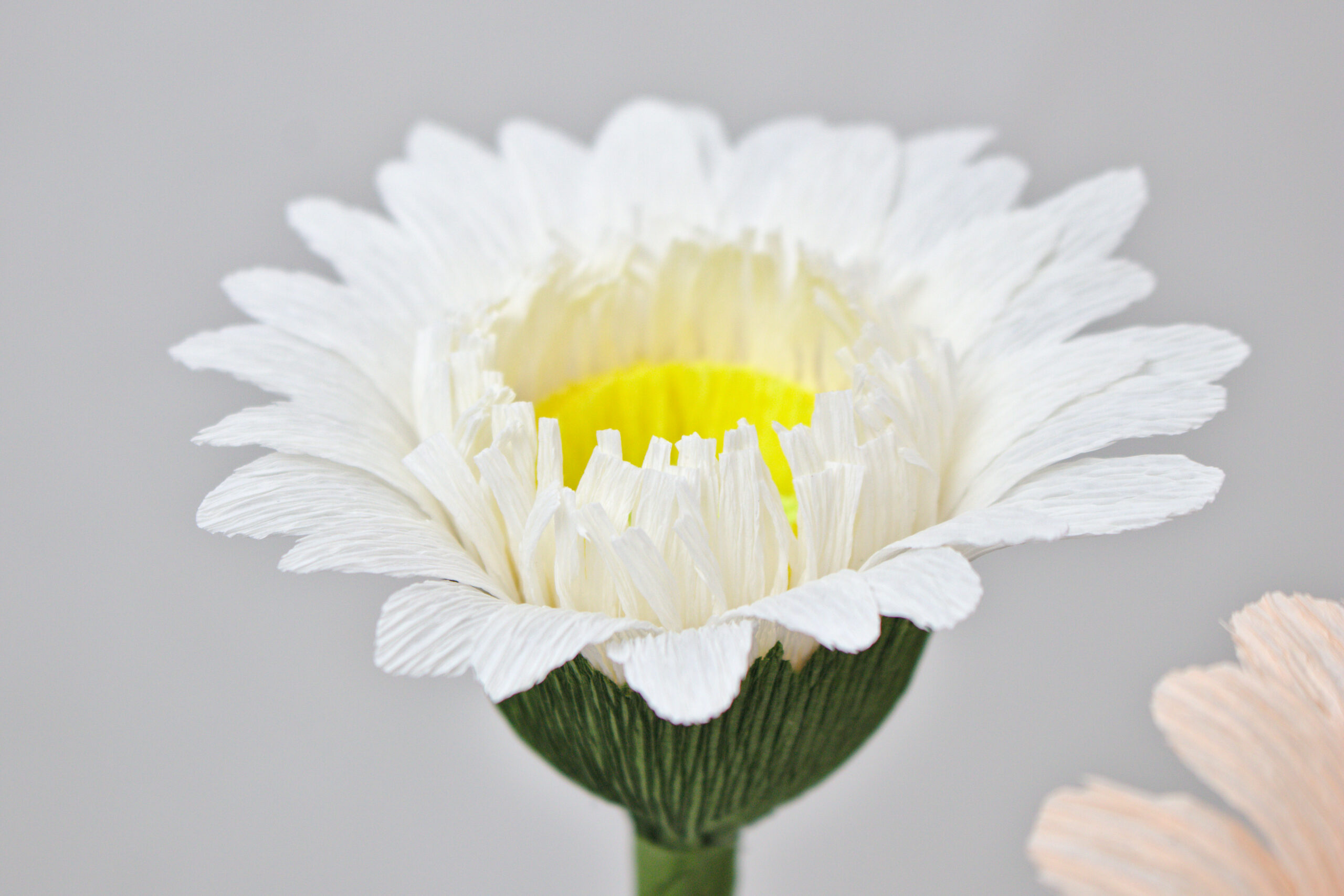 Gerbera - Obrázek 9